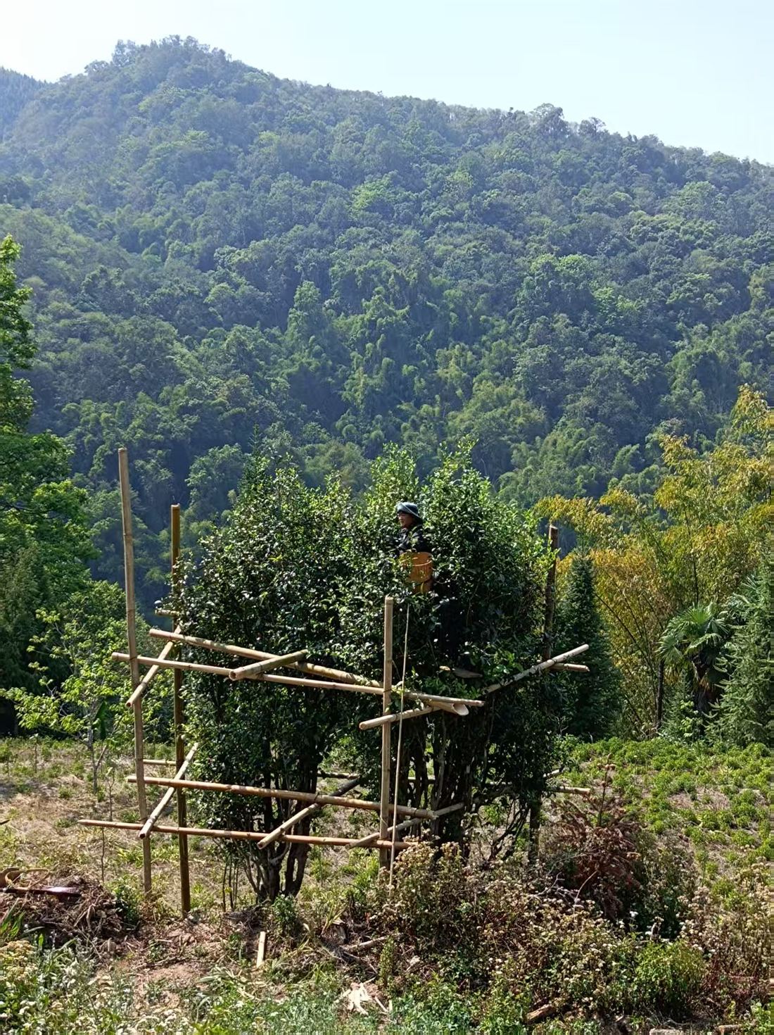 山林古树环境
