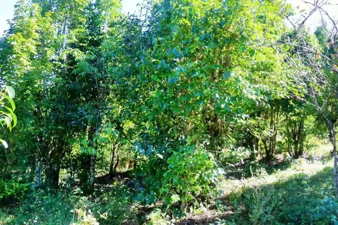 茶园环境