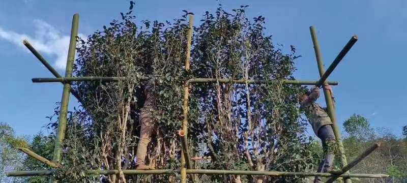 茶王树