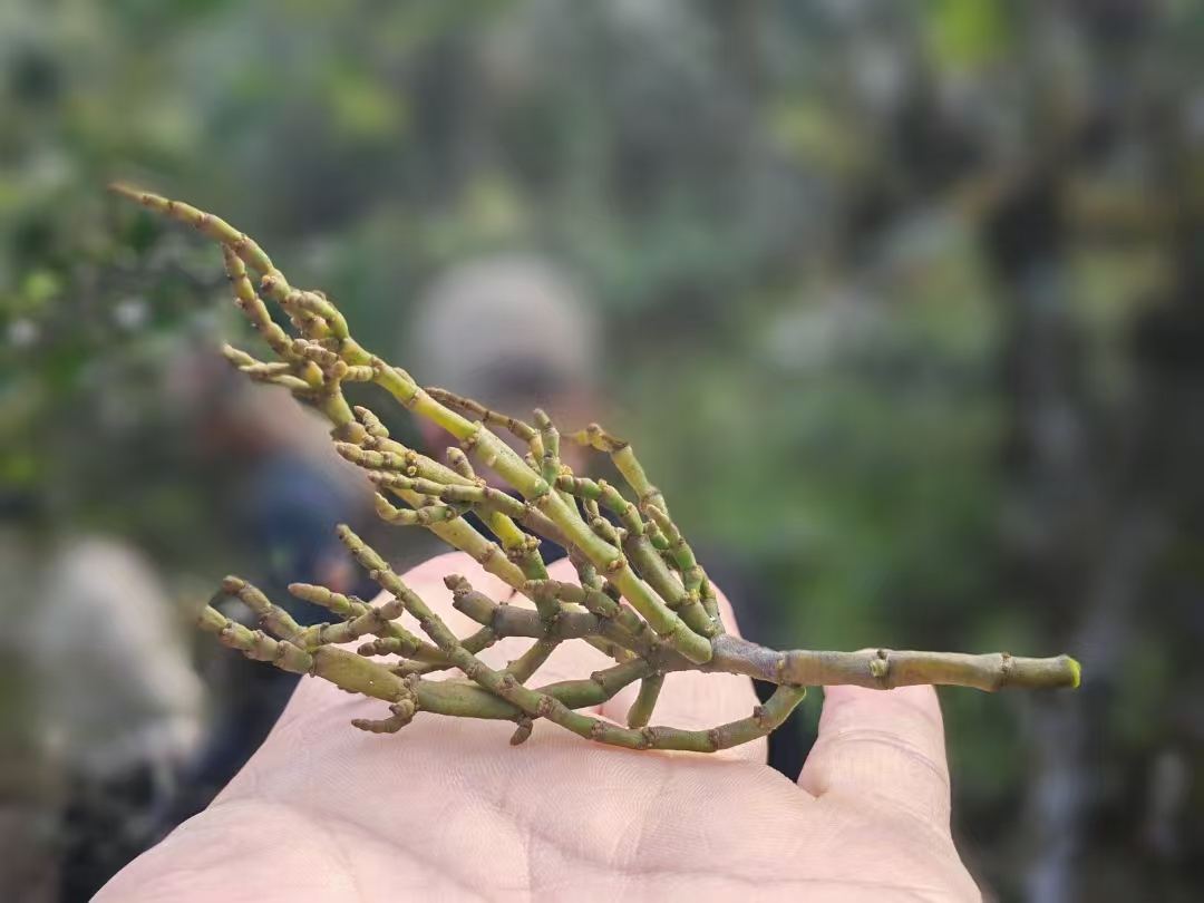 竹架护养的古茶树